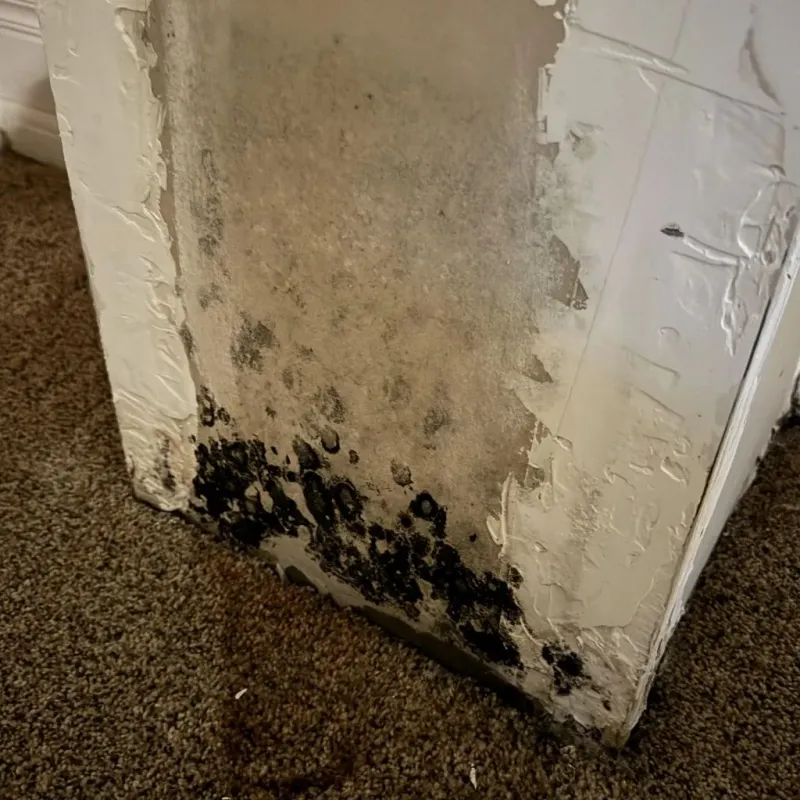 Professional Mold Removal in Idyllwild, CA
